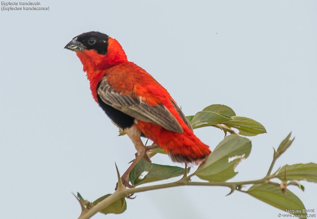 Northern Red Bishop male adult breeding