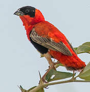 Northern Red Bishop