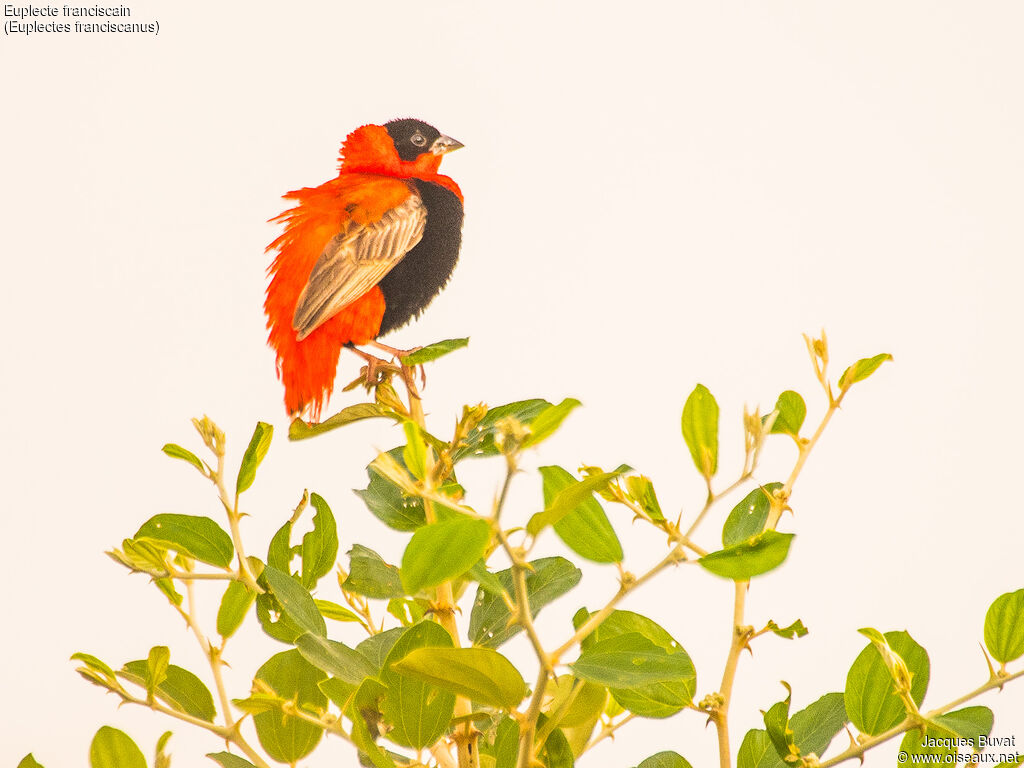 Northern Red Bishop male adult breeding