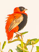 Northern Red Bishop