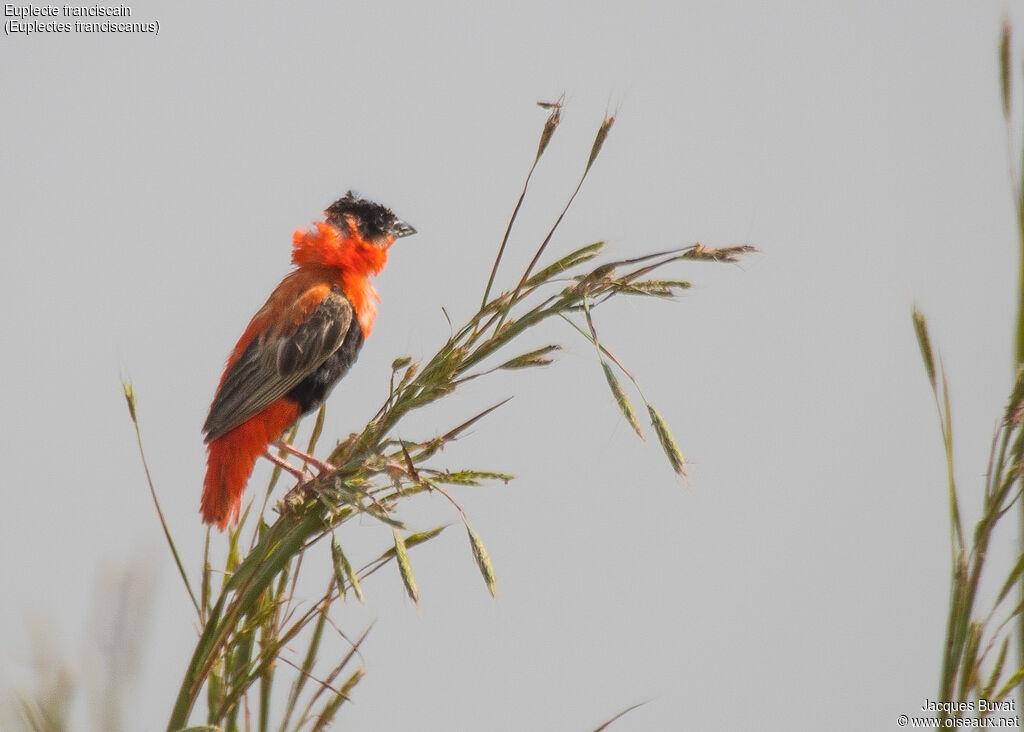 Northern Red Bishop male