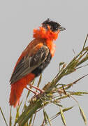 Northern Red Bishop