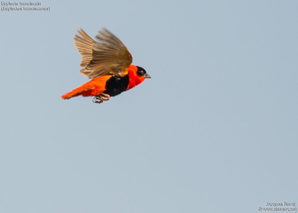 Northern Red Bishop male adult breeding