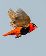 Northern Red Bishop