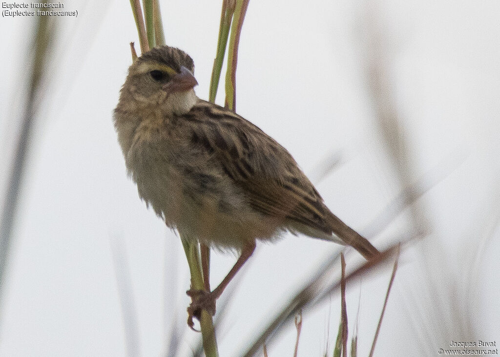 Northern Red Bishop female adult