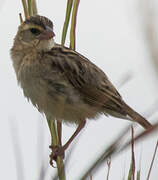 Northern Red Bishop