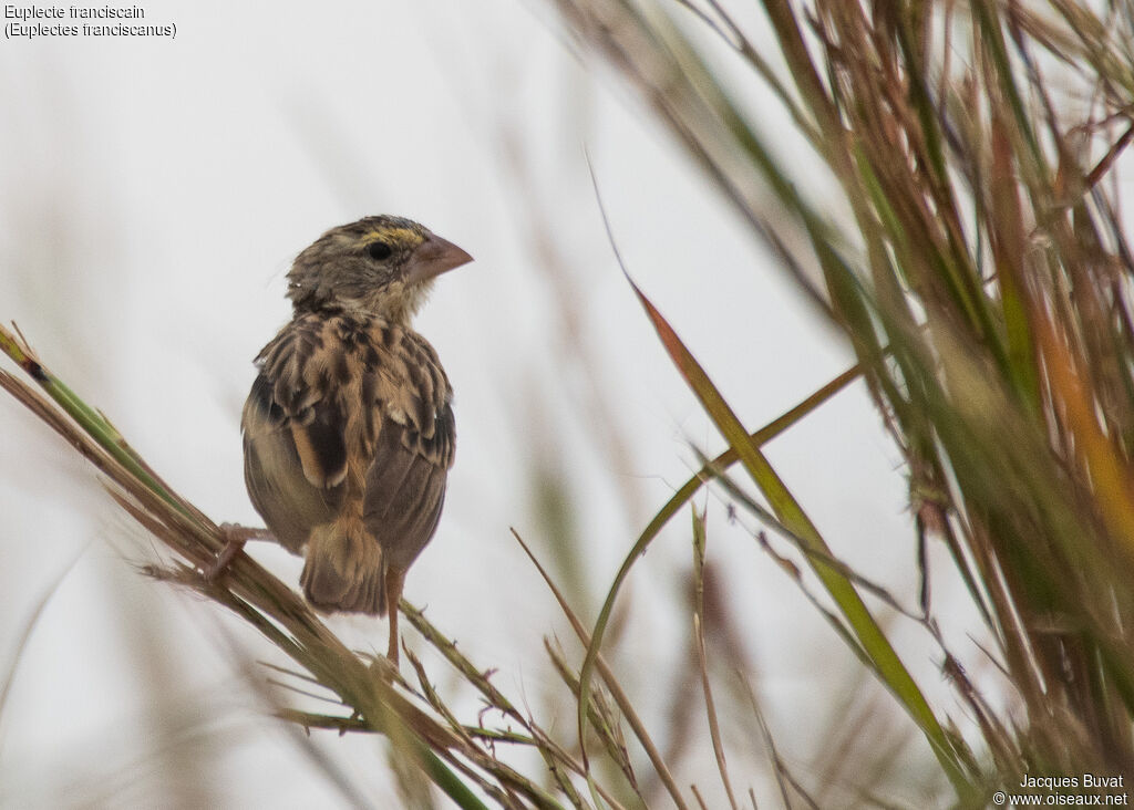 Northern Red Bishop female adult