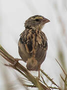 Northern Red Bishop