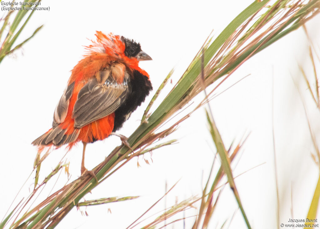 Northern Red Bishop male adult transition