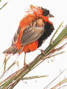 Northern Red Bishop