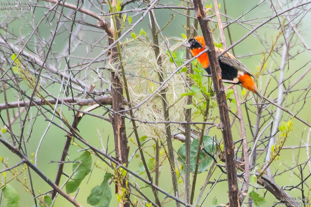 Southern Red Bishop male adult breeding