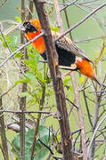 Southern Red Bishop