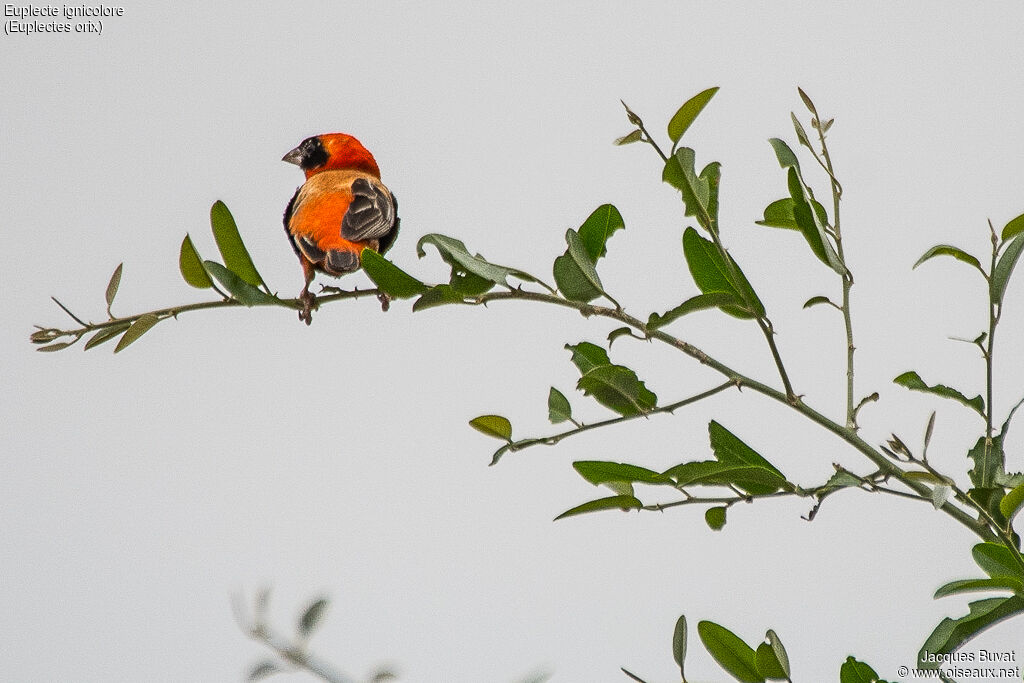 Southern Red Bishop male adult breeding