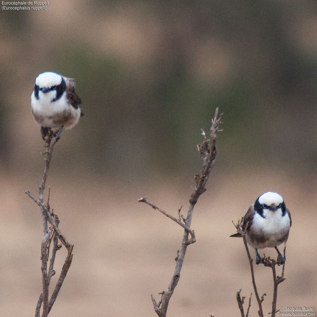 Northern White-crowned Shrikeadult breeding, habitat, aspect, pigmentation