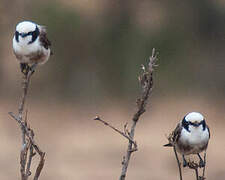 Northern White-crowned Shrike