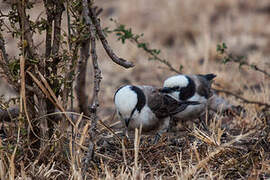 Northern White-crowned Shrike