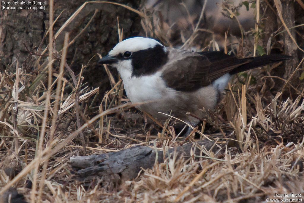 Northern White-crowned Shrikeadult, habitat, aspect, pigmentation