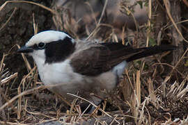 Northern White-crowned Shrike