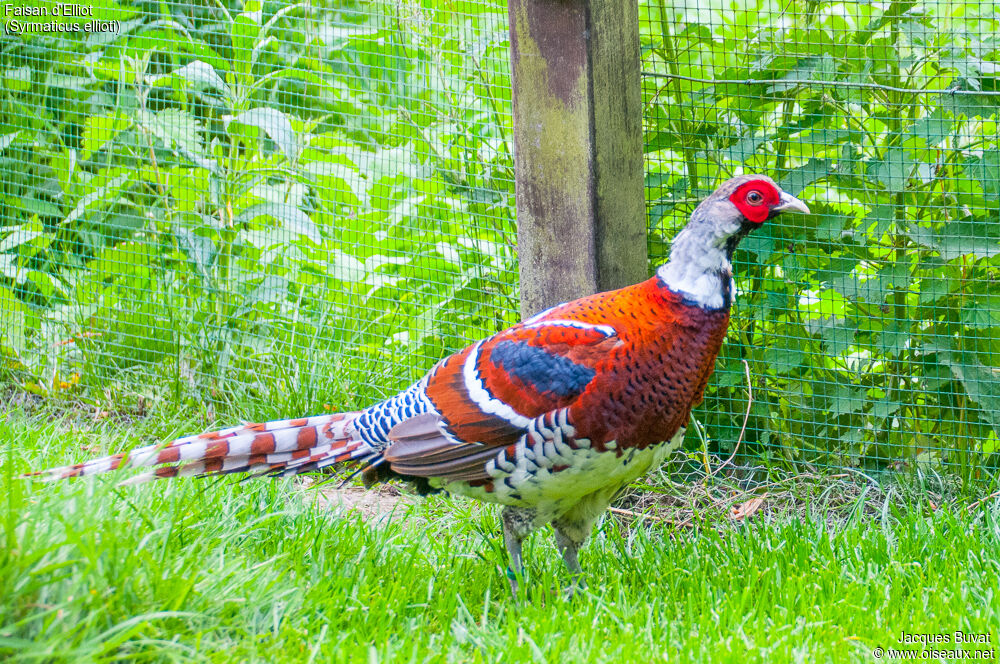 Elliot's Pheasant male adult, identification, aspect, pigmentation