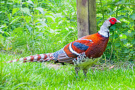 Elliot's Pheasant