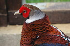 Elliot's Pheasant