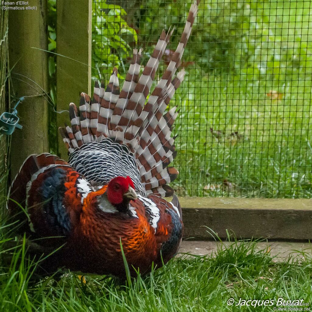 Elliot's Pheasant male adult, close-up portrait, aspect, pigmentation, courting display