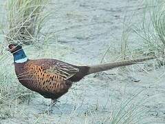 Common Pheasant