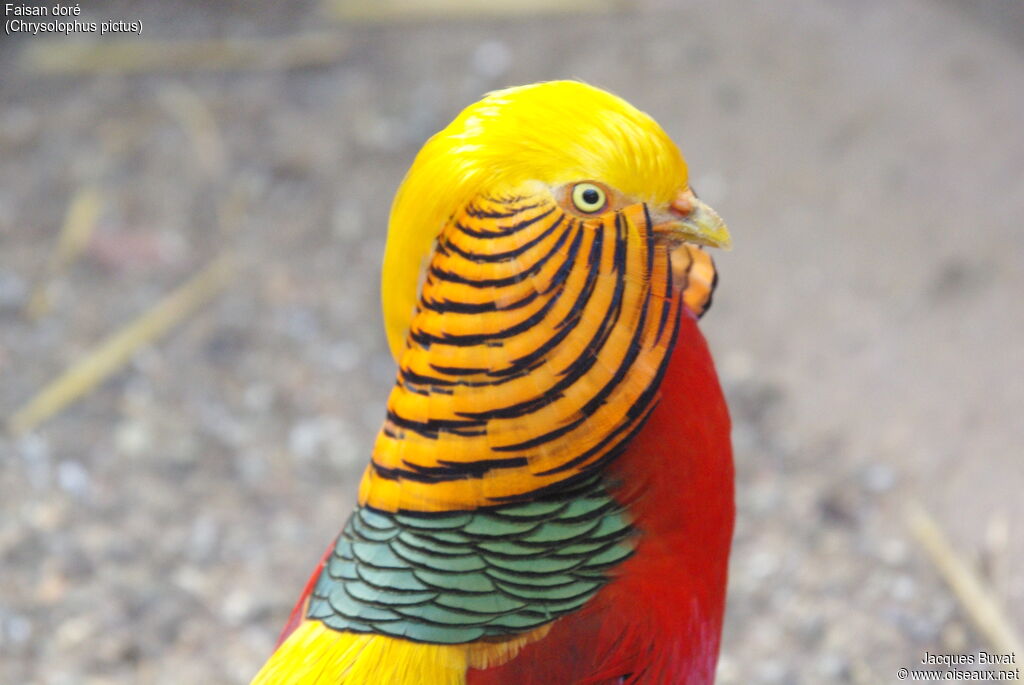 Golden Pheasant male, close-up portrait