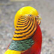 Golden Pheasant