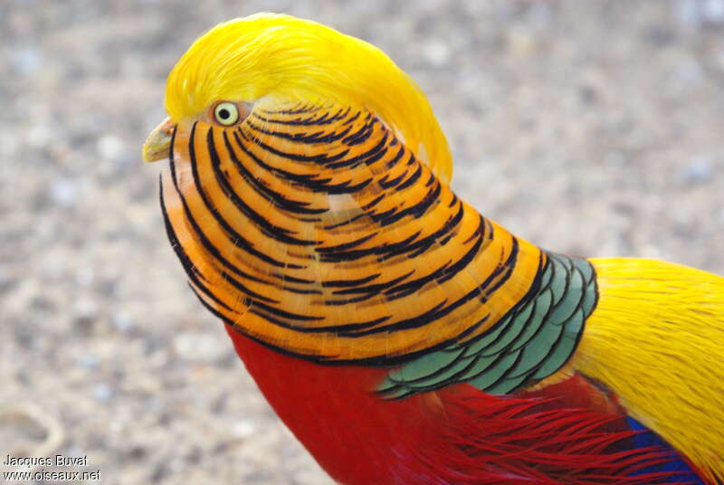 Golden Pheasant male adult, close-up portrait, courting display
