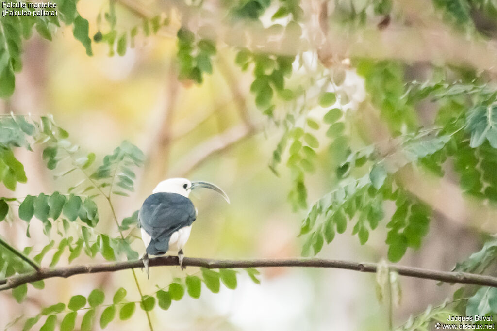 Sickle-billed Vangaadult