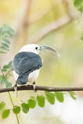 Sickle-billed Vanga