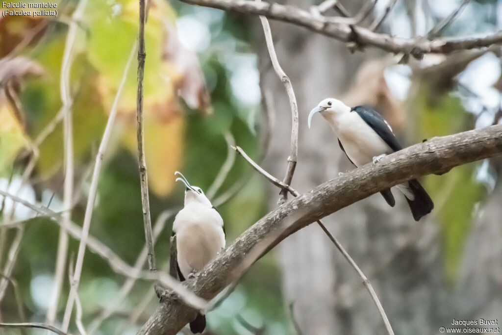 Sickle-billed Vangaadult