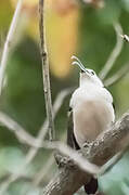 Sickle-billed Vanga