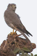 Grey Kestrel