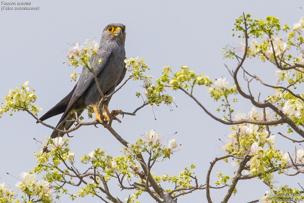 Grey Kestreladult