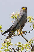 Grey Kestrel