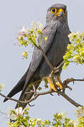 Grey Kestrel