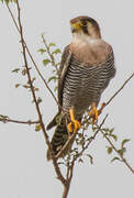 Red-necked Falcon