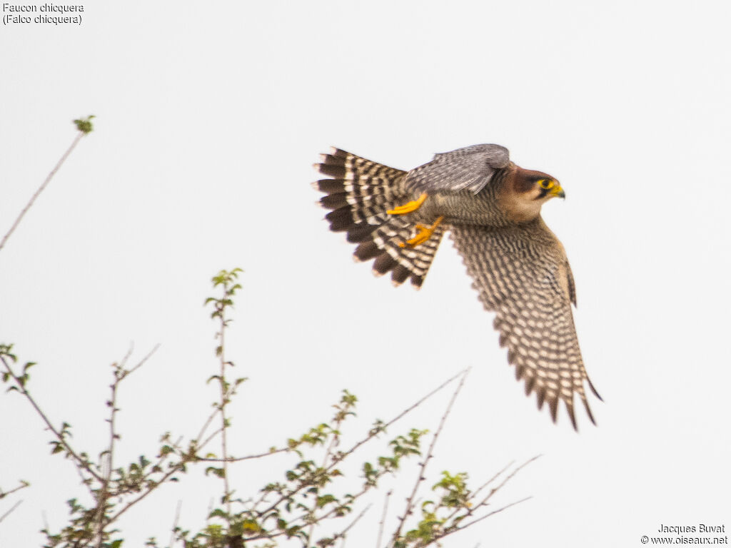 Red-necked Falconadult