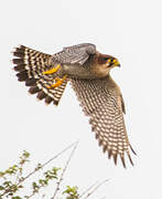 Red-necked Falcon