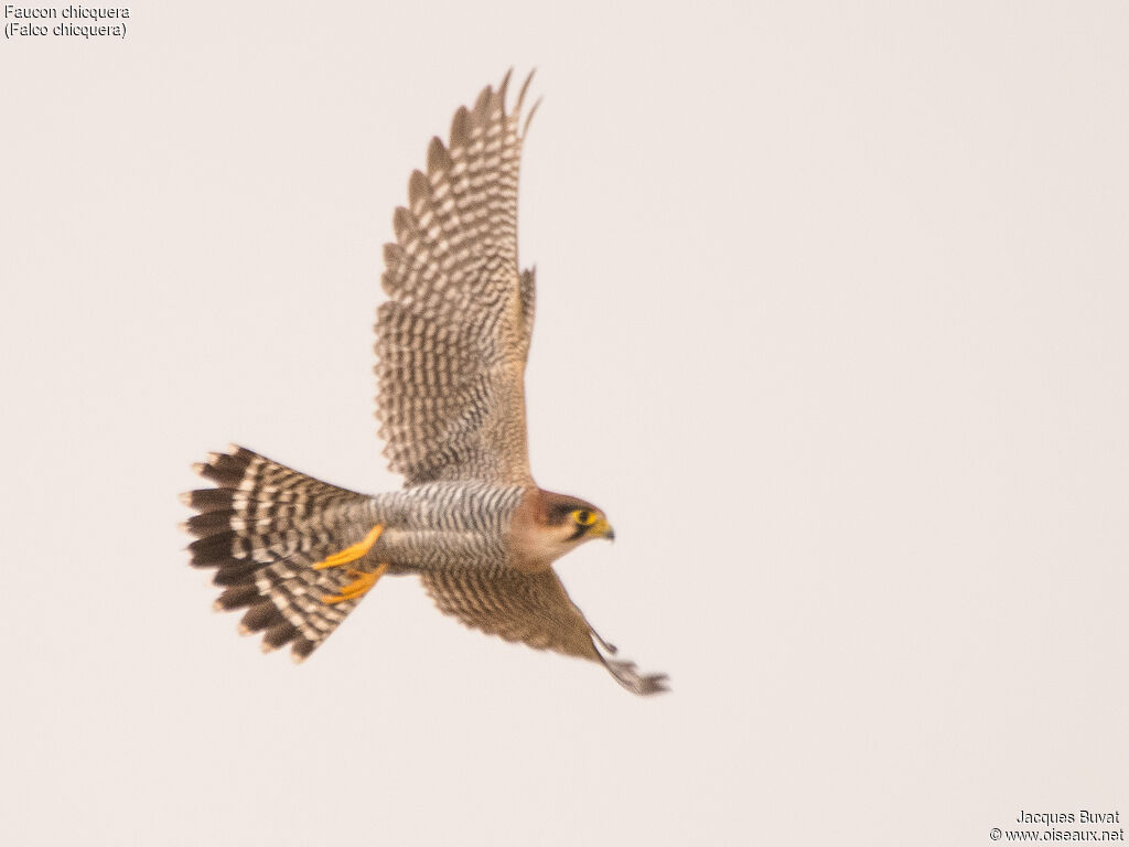 Red-necked Falconadult