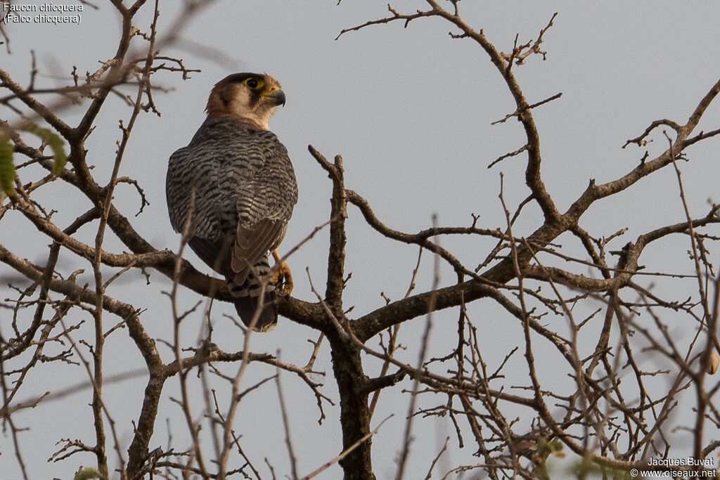 Red-necked Falconadult