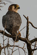 Red-necked Falcon