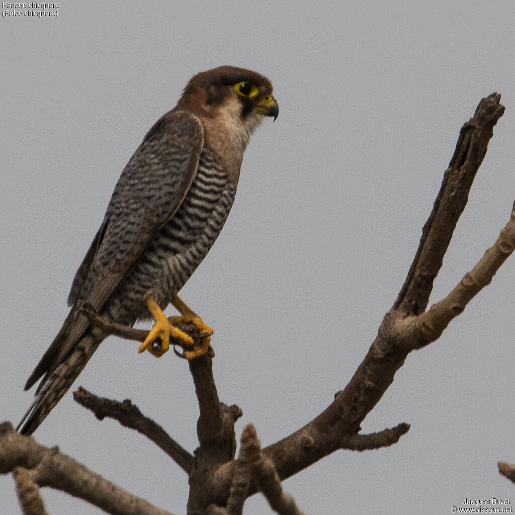 Red-necked Falconadult breeding, identification, aspect, pigmentation