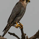 Faucon chicquera
