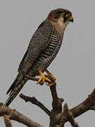 Red-necked Falcon