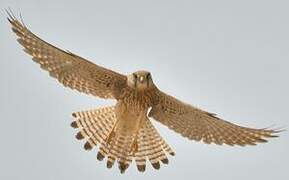 Common Kestrel