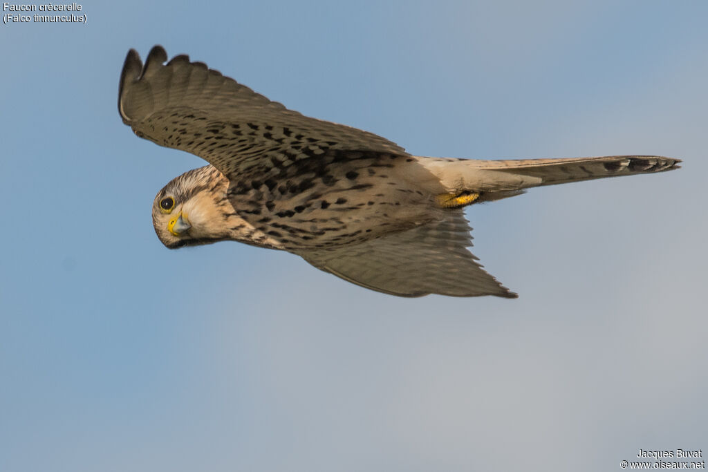 Common Kestrel female adult, aspect, pigmentation, Flight, fishing/hunting