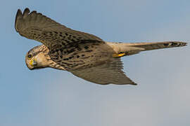 Common Kestrel